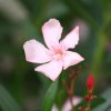 oleander